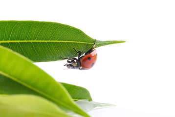 Image showing Ladybug in green leaves