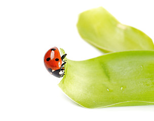 Image showing Ladybug in green leaves