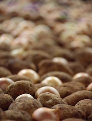 Image showing Crop of potatoes and onions