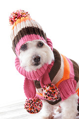 Image showing Warm dog wearing knitted beanie and jumper