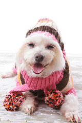 Image showing Happy Dog in warm woollen sweater and scarf