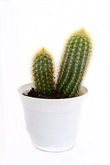 Image showing cactus