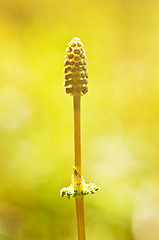 Image showing wood horsetail