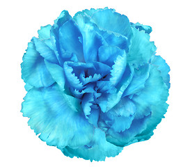 Image showing Blue flower of carnation