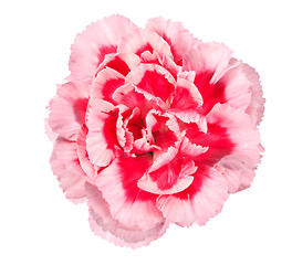Image showing Pink flower of carnation