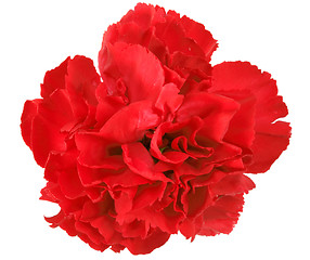 Image showing One a red carnation