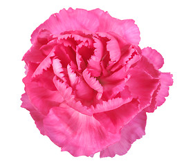 Image showing Pink flower of carnation