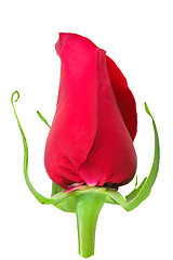 Image showing Bud-flower of rose