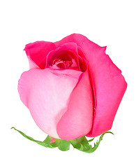 Image showing Pink bud-flower of rose