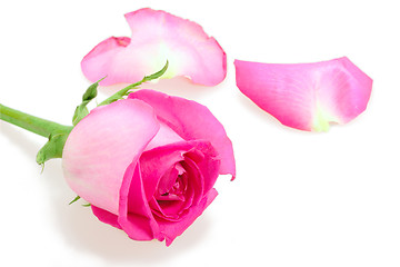 Image showing Pink bud-flower of rose