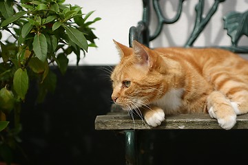 Image showing Cat on seat