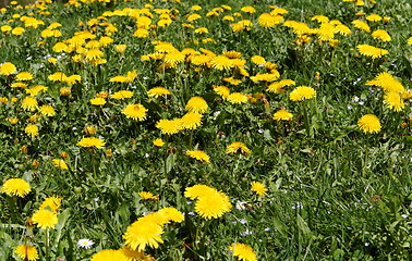 Image showing spring meadow