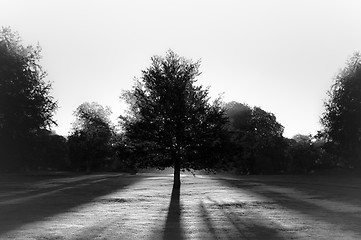 Image showing Tree in park against sun BW