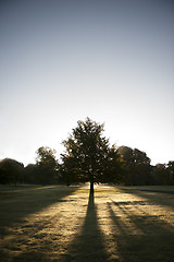 Image showing Tree in park against sun