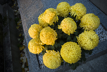 Image showing Yellow flowers on grave