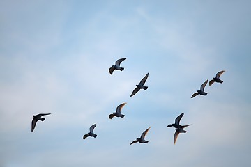 Image showing Birds