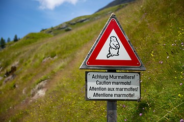 Image showing Marmots