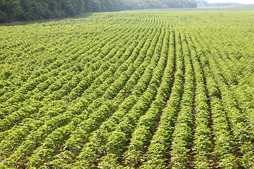 Image showing Agriculture