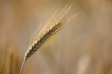 Image showing Wheat