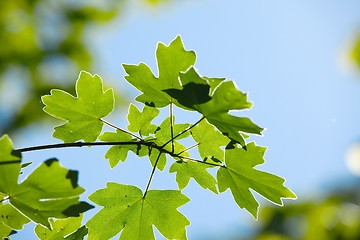 Image showing Leaves