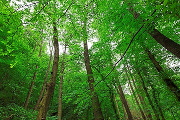 Image showing Forest