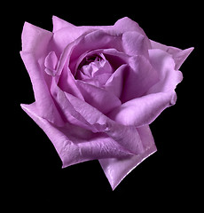 Image showing pink rose flower