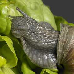 Image showing Grapevine snail closeup