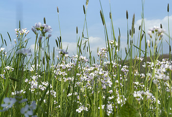 Image showing spring meadow detail with blue sky