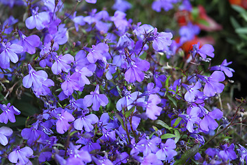 Image showing blue flowers