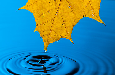 Image showing Yellow Leaf and Water Drop