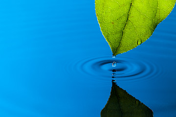 Image showing Green Leaf and Water Drop