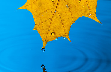 Image showing Yellow Leaf and Water Drop