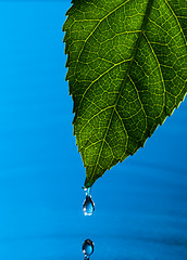 Image showing Green Leaf and Water Drop