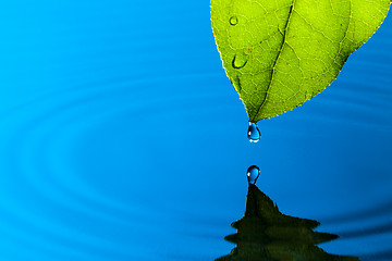 Image showing Green Leaf and Water Drop