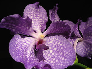 Image showing orkide