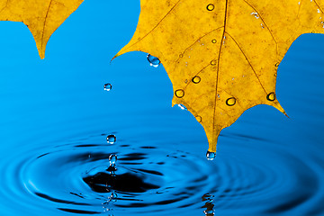 Image showing Yellow Leaf and Water Drop