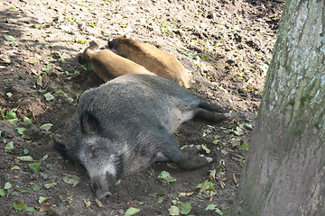 Image showing wild boars