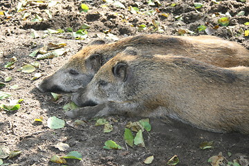 Image showing wild boars