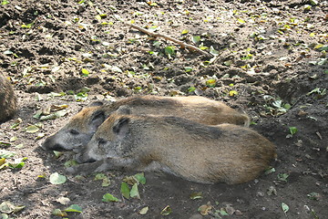 Image showing wild boars