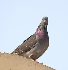 Image showing dove