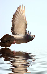 Image showing flying dove