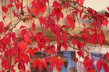 Image showing Autumn colours