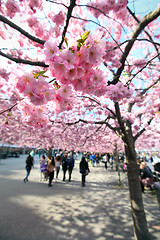 Image showing Cherry-trees, Stockholm, Sweden