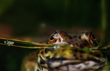 Image showing frog or toad in water