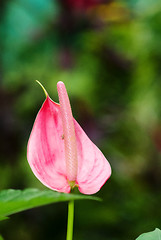 Image showing pink arum lily