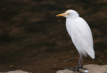 Image showing white cattle egret