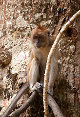 Image showing macaque monkey in tree