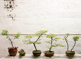 Image showing bonsai trees