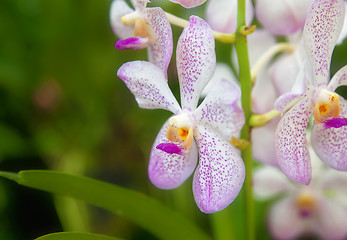 Image showing beautiful orchid flowers