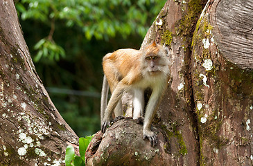 Image showing macaque monkey in tree